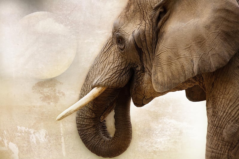 Poaching