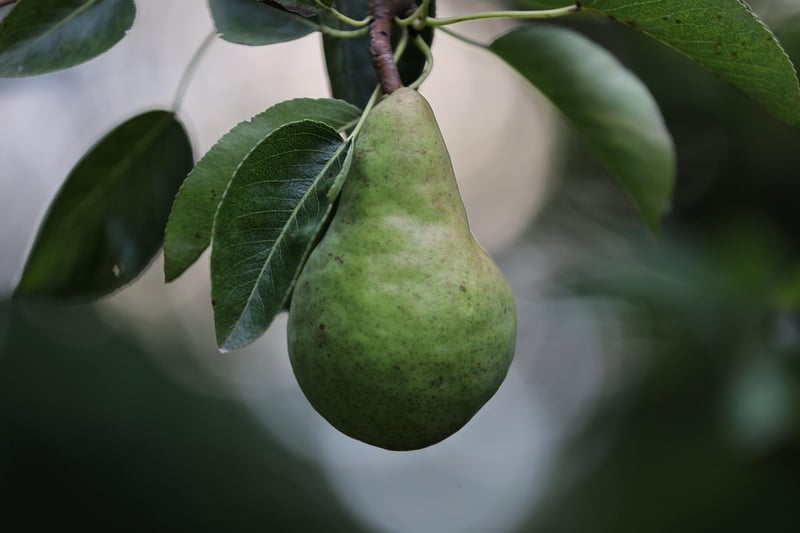 Poached Pears in Red Wine